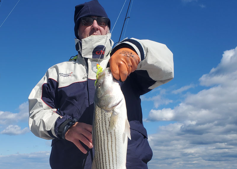 cold weather rockfish