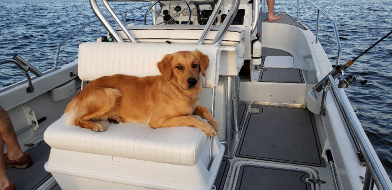 dog on glacier bay 22
