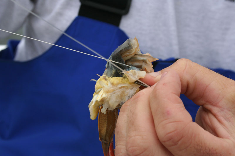 soft crab for bait