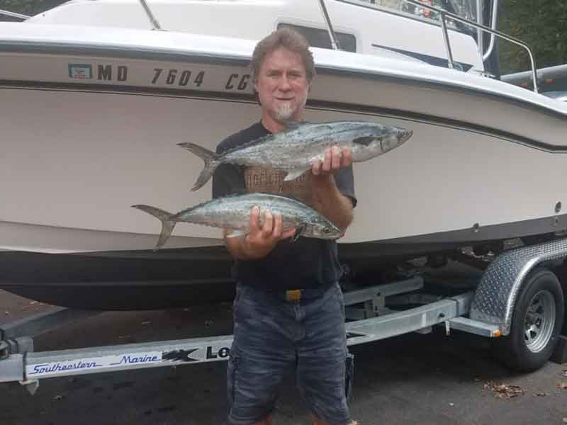 spanish mackerel in middle chesapeake