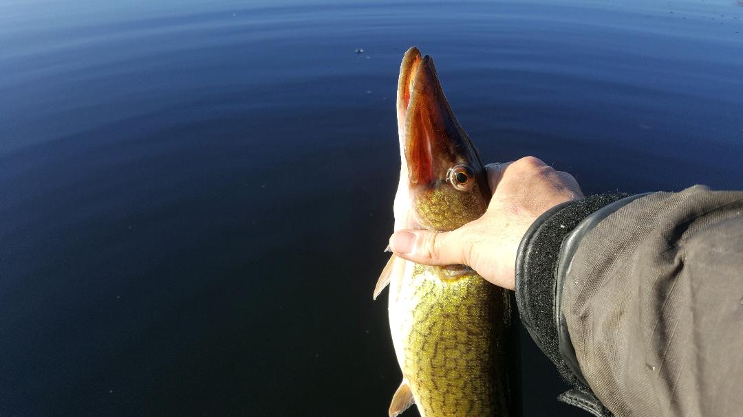 pickerel fish