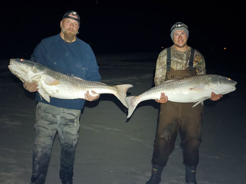 bull red drum