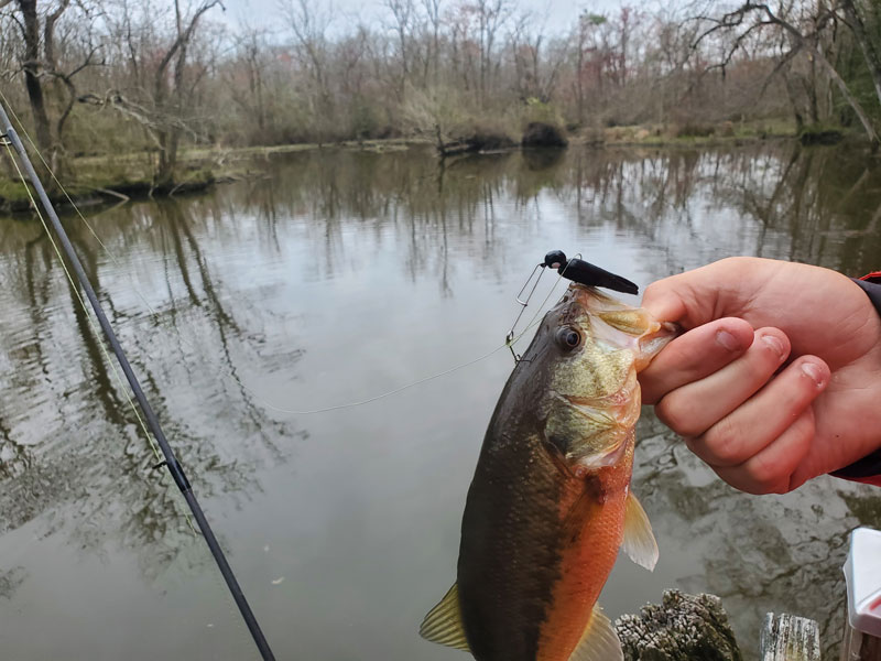 bass on a fishing lure
