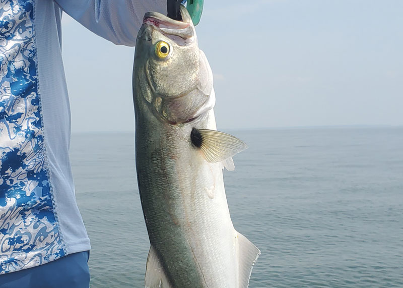 bluefish in the Chesapeake bay