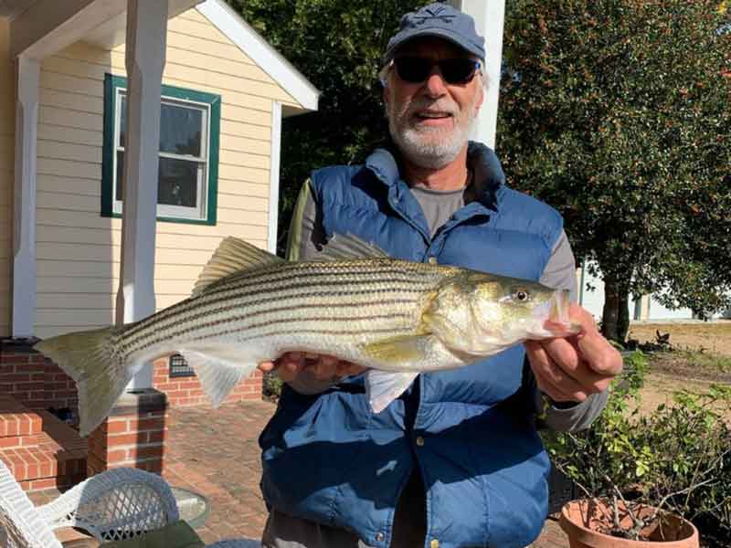 nice striper from the sound