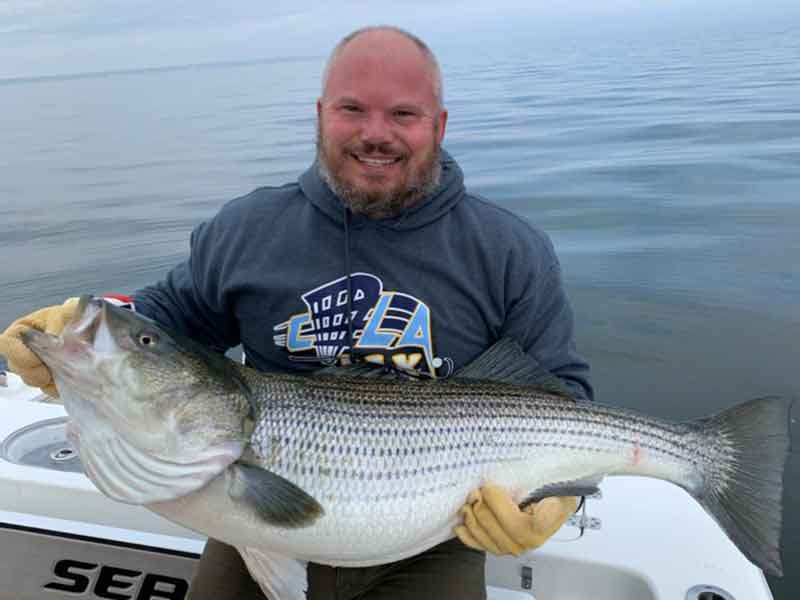 middle bay rockfish