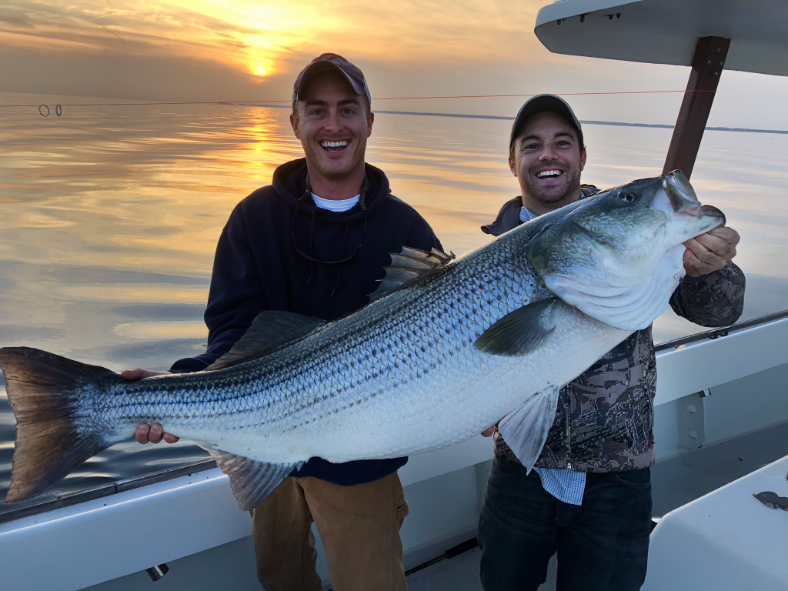 giant striped bass