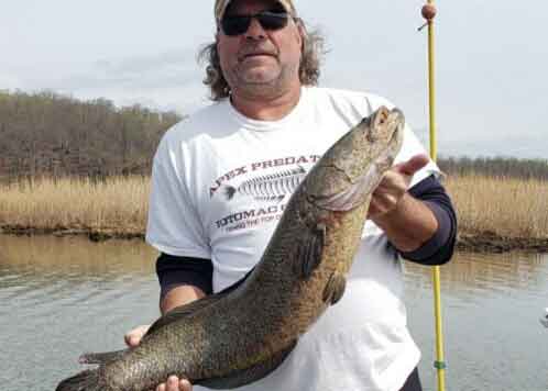 big snakehead fish