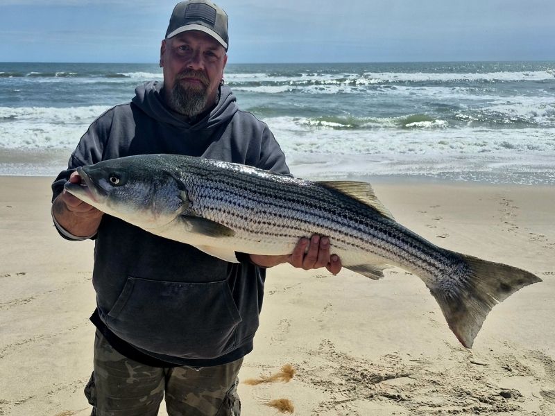 Striped Bass surf fishing