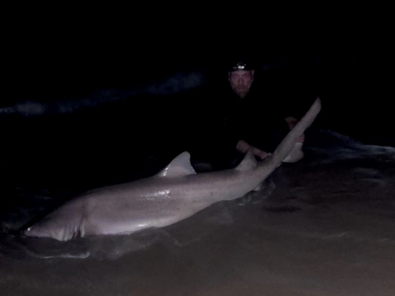 Shark Fishing