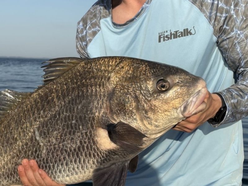 Black drum surf fishing