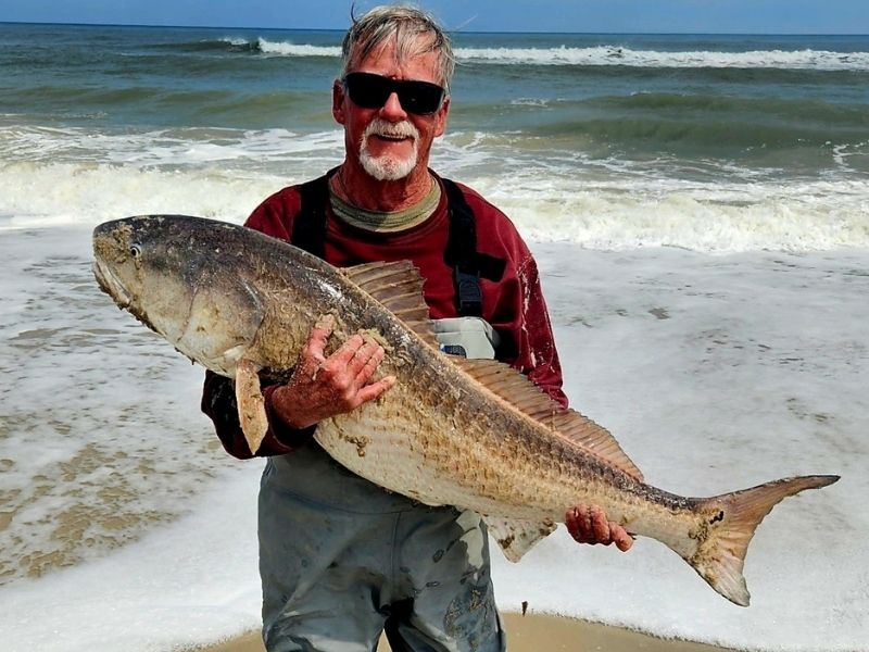 Red drum surf fishing