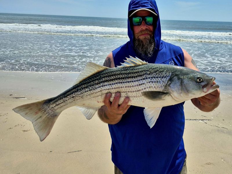 Surf Fishing striped bass