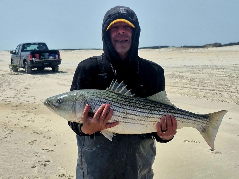 Striped Bass surf fishing