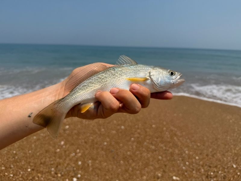 Surf Fishing