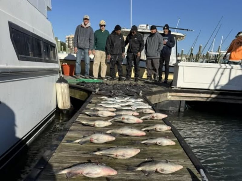Sea bass fishing Virginia Beach