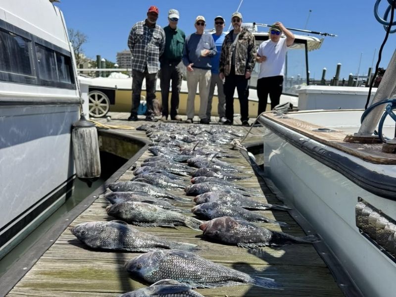 Sea bass fishing Virginia Beach