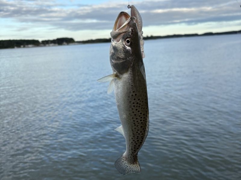 Speckled trout fishing Chesapeake Bay
