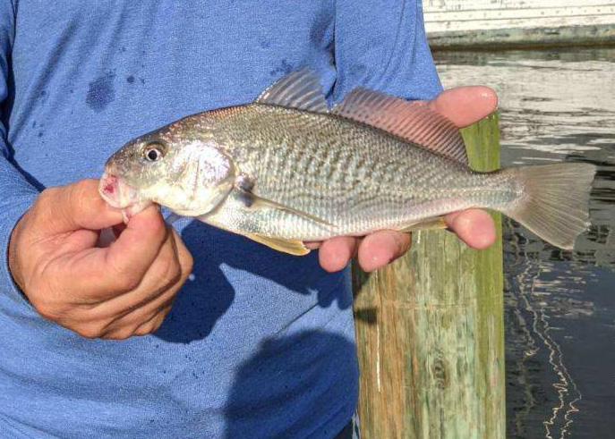 a croaker fish caught in the bay