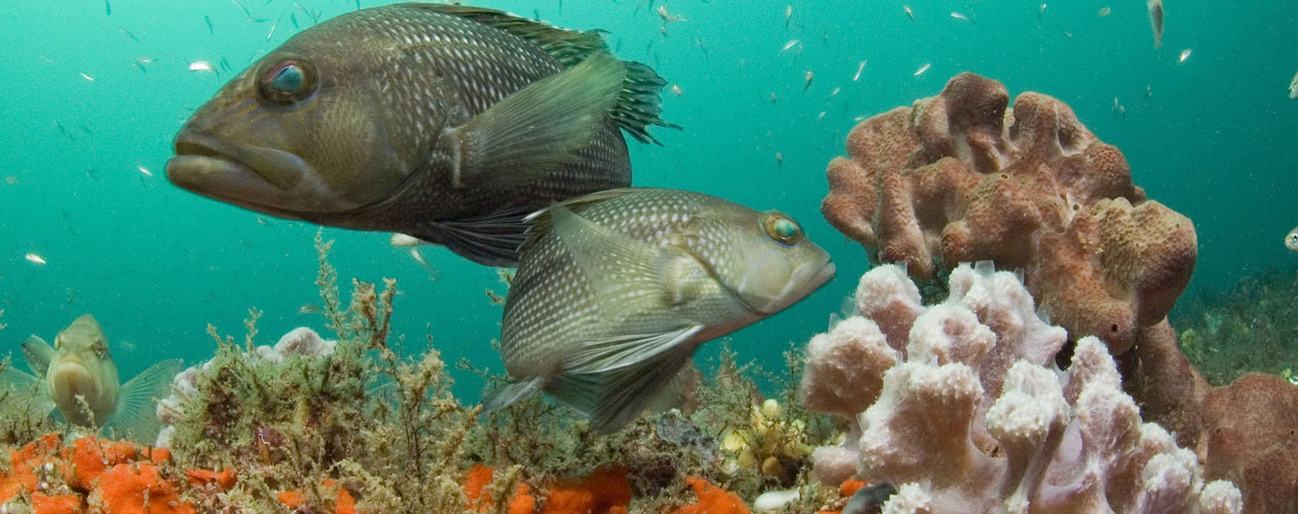 sea bass underwater