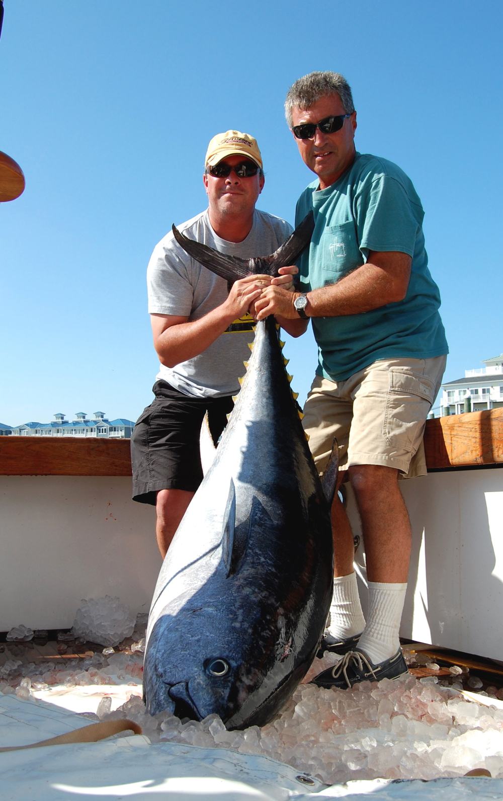 bluefin tuna