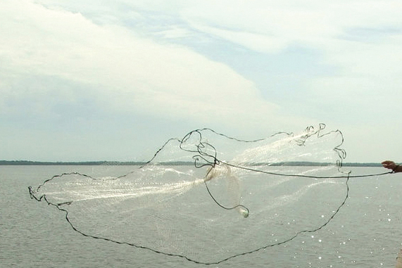 A cast net is the best way to fill your livewell with bunker.