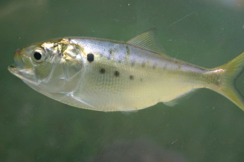 Pea-Nutty: Live-Lining Peanut Bunker for Stripers