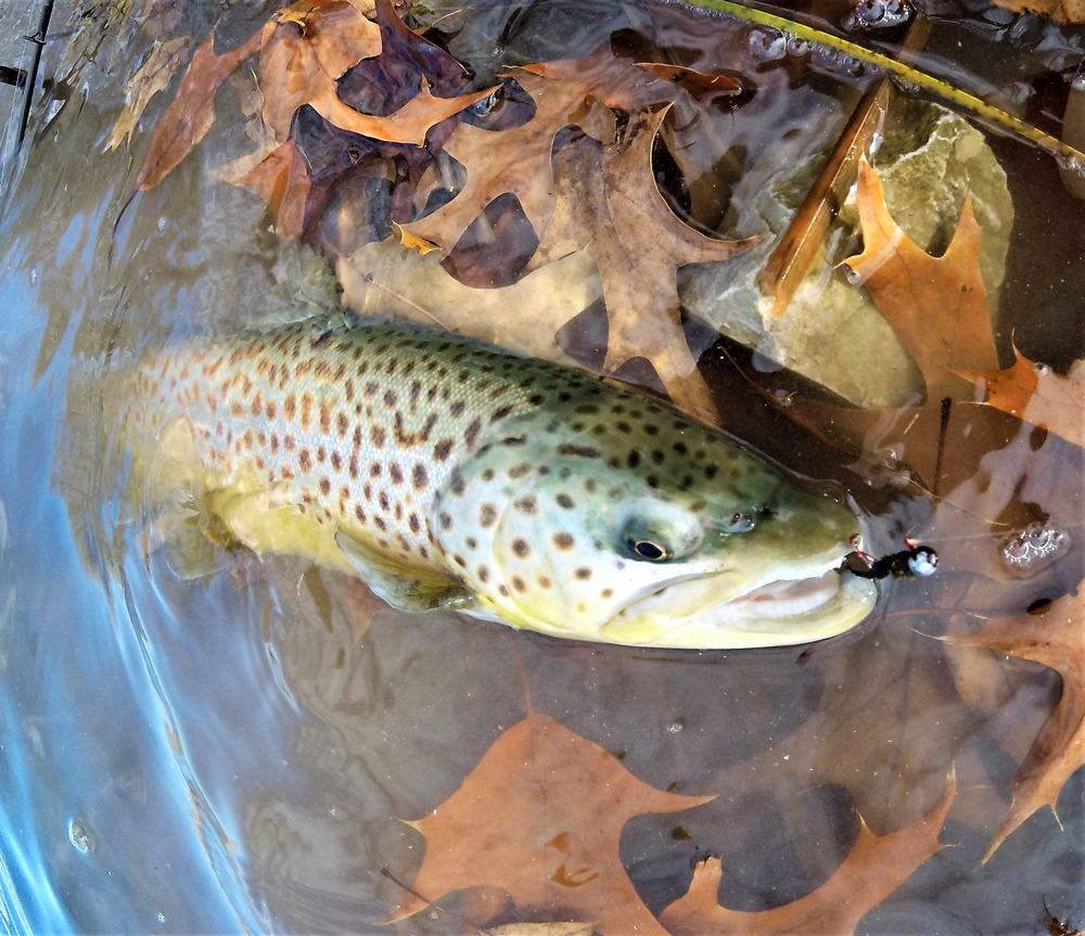 brown trout caught in maryland