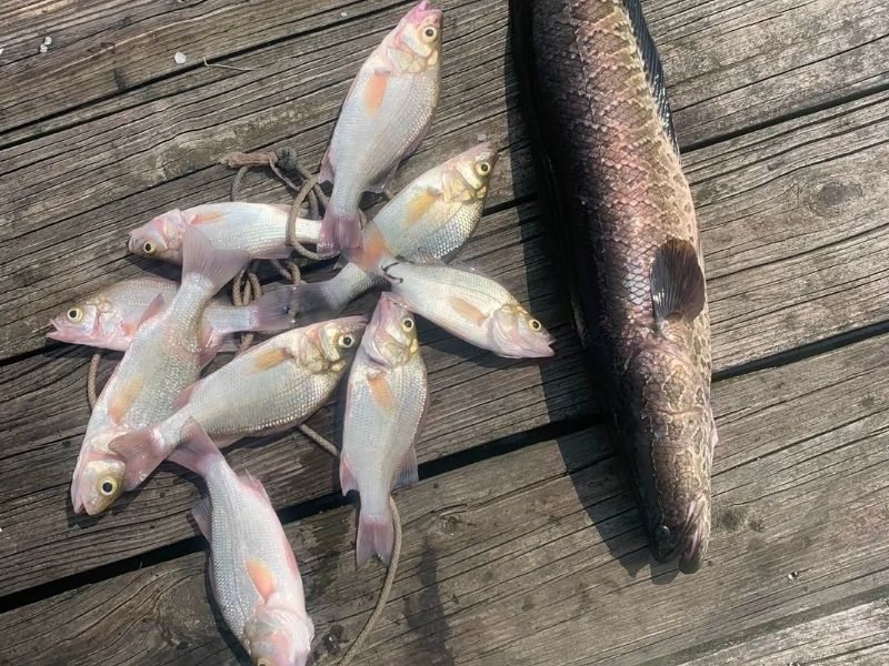 Snakehead fishing
