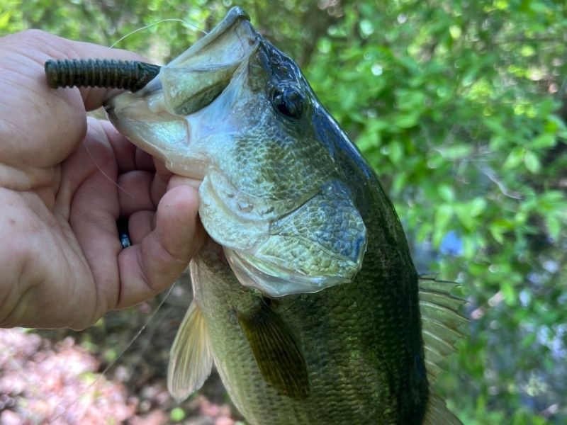 bass fishing 