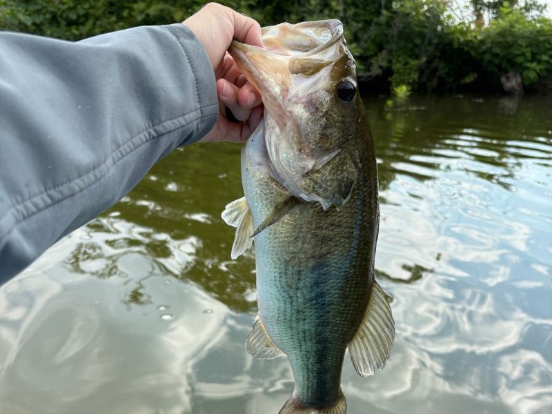 Largemouth bass fishing