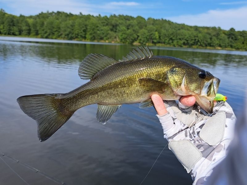 Largemouth bass fishing