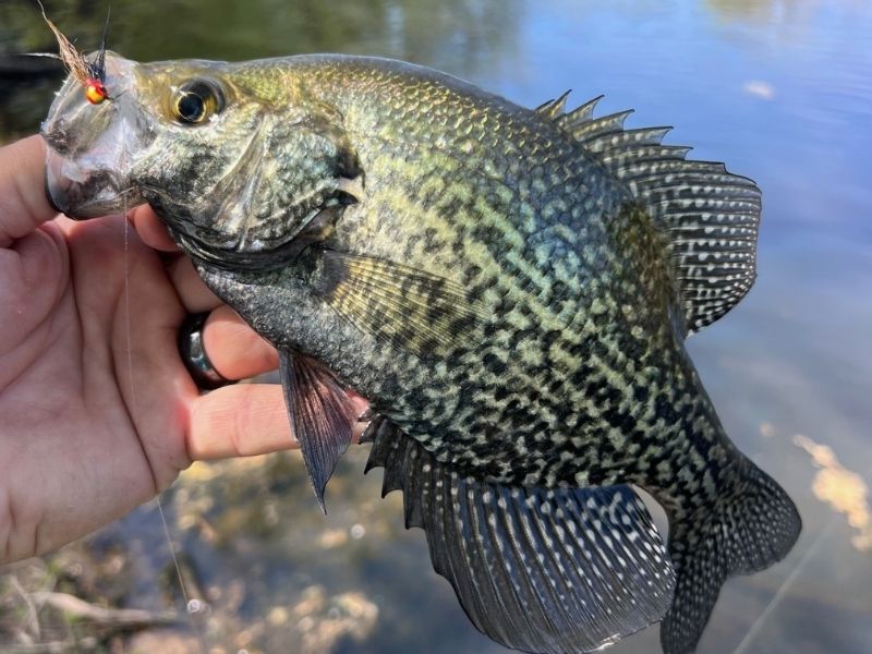Crappie freshwater fishing