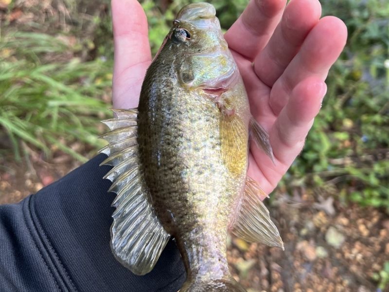 Freshwater fishing