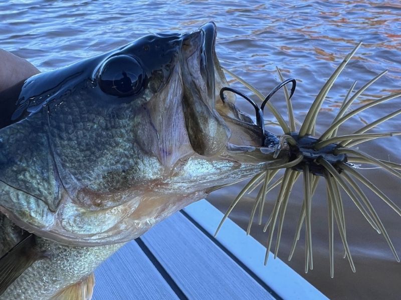 Largemouth bass fishing
