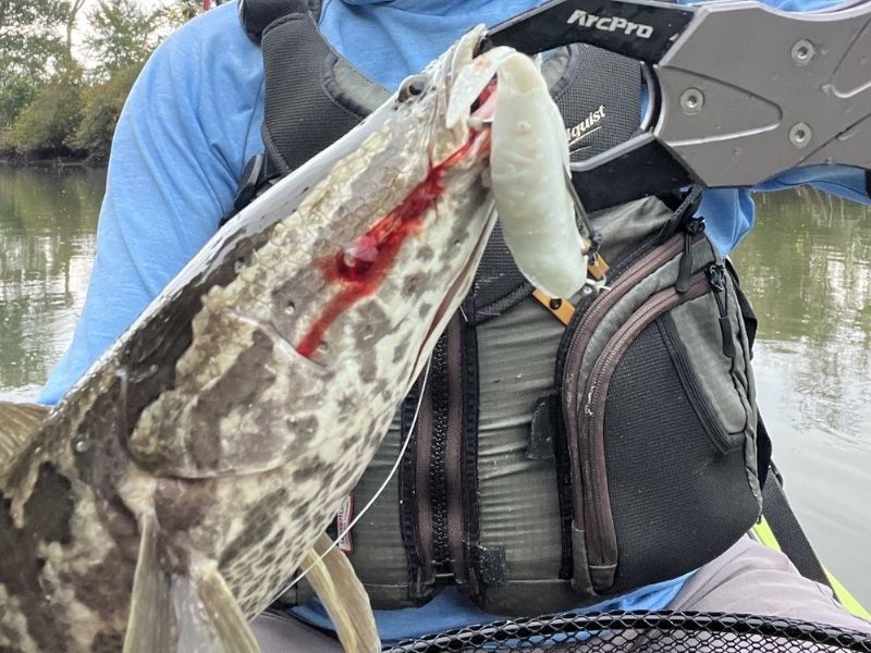 snakehead fishing maryland