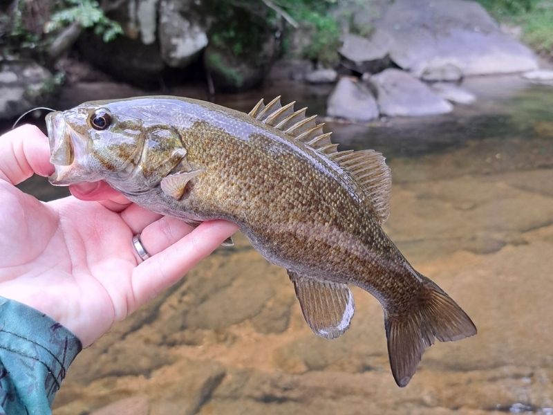 Smallmouth bass fishing