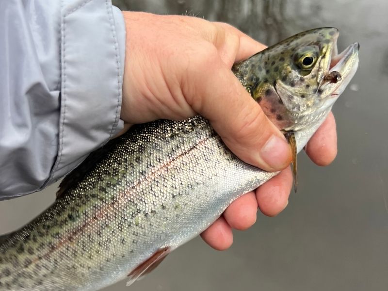 trout fishing maryland