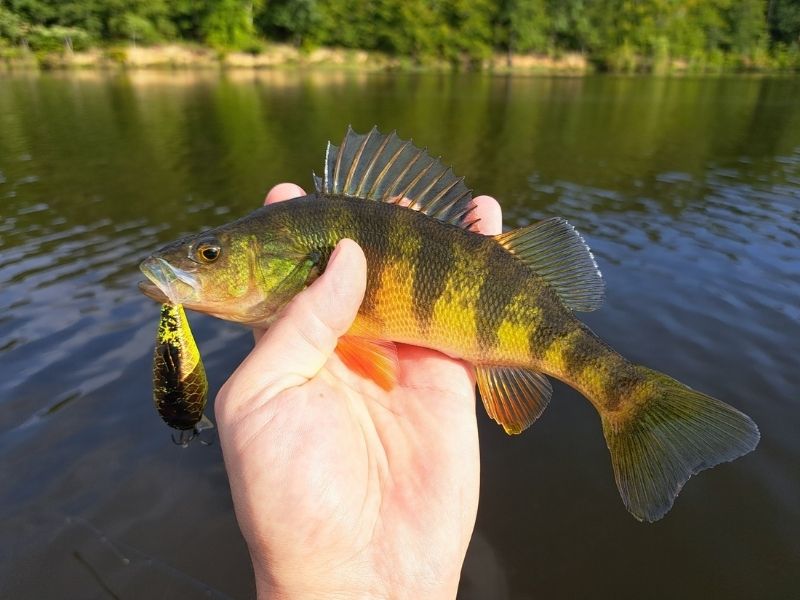 Yellow perch fishing
