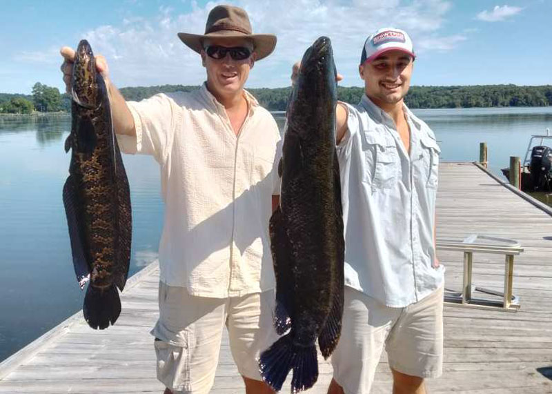 big snakeheads from the potomac
