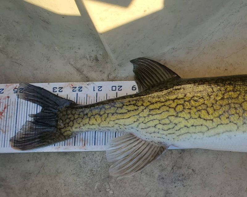 pickerel in upper bay