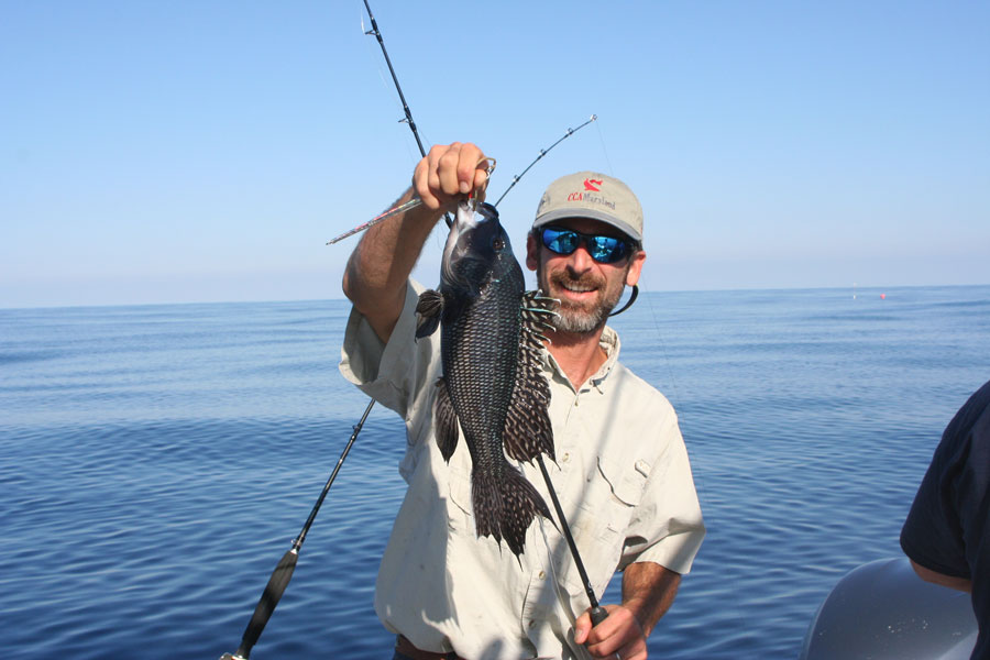 sea bass fishing