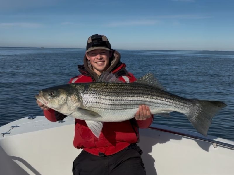 Trophy striped bass fishing Chesapeake Bay