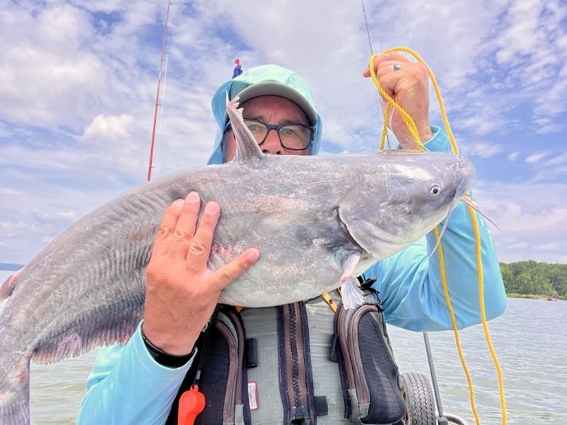 blue catfish potomac river