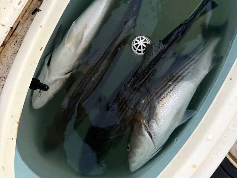 striped bass fishing chesapeake bay