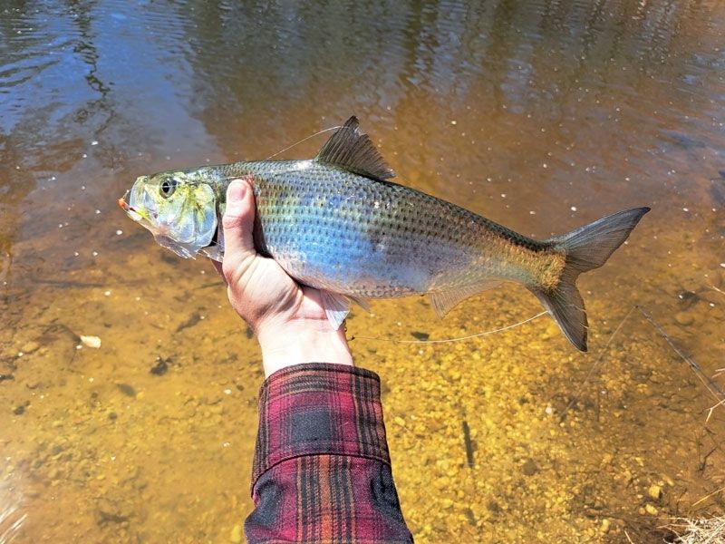 Spring shad fishing