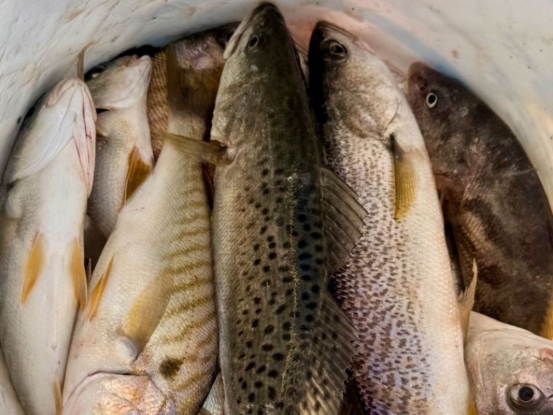 Bottom fishing Chesapeake Bay