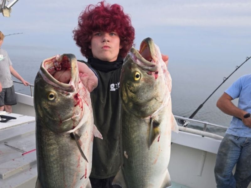 Bluefish fishing Chesapeake Bay