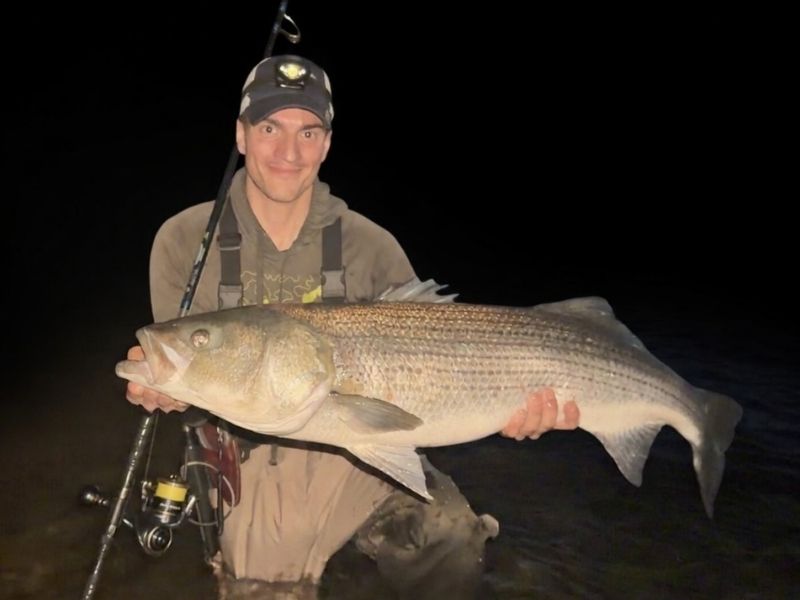 Striped bass fishing Chesapeake Bay