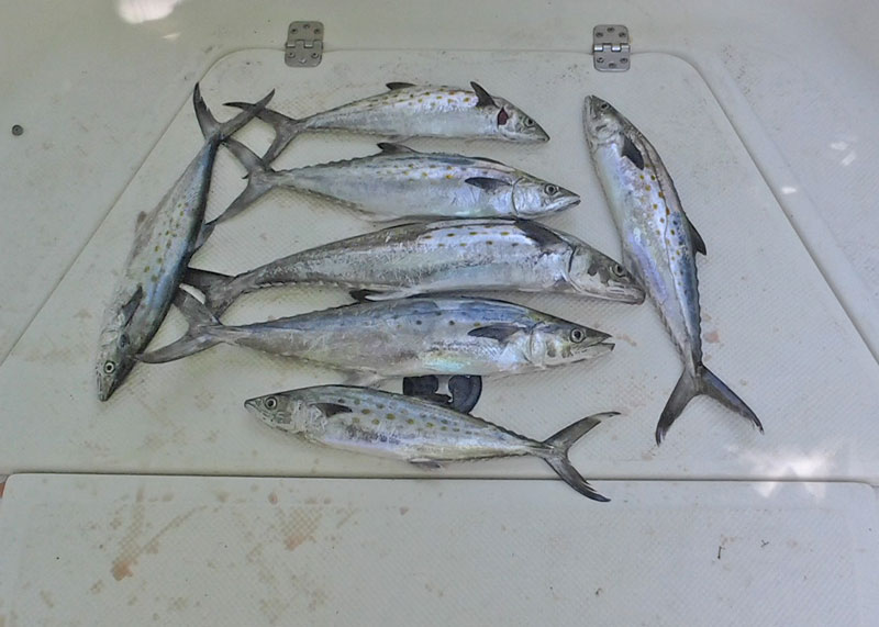 spanish mackerel on a boat